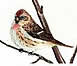 Common Redpoll